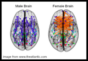 Male & Female Brain